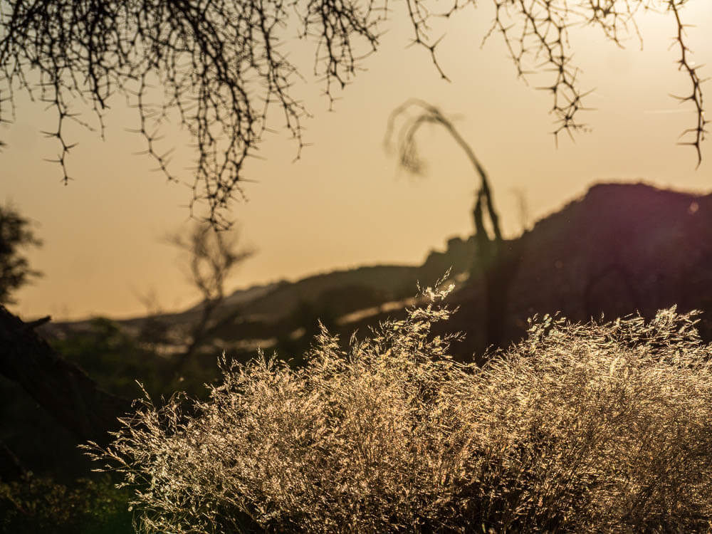 Grass in golden morning light