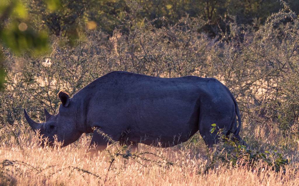 Etosha National Park, Salt Flats &&nbsp;Rhinos