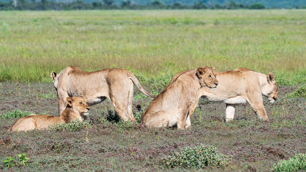 Four lionesses on open plain
