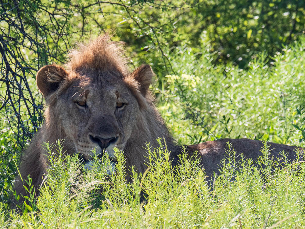 Male lion lying in shade