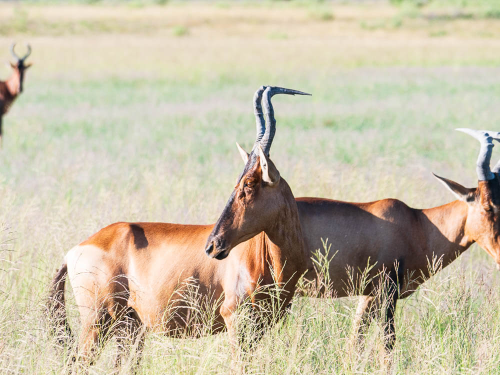 3 Red Hartebeest in open grassland