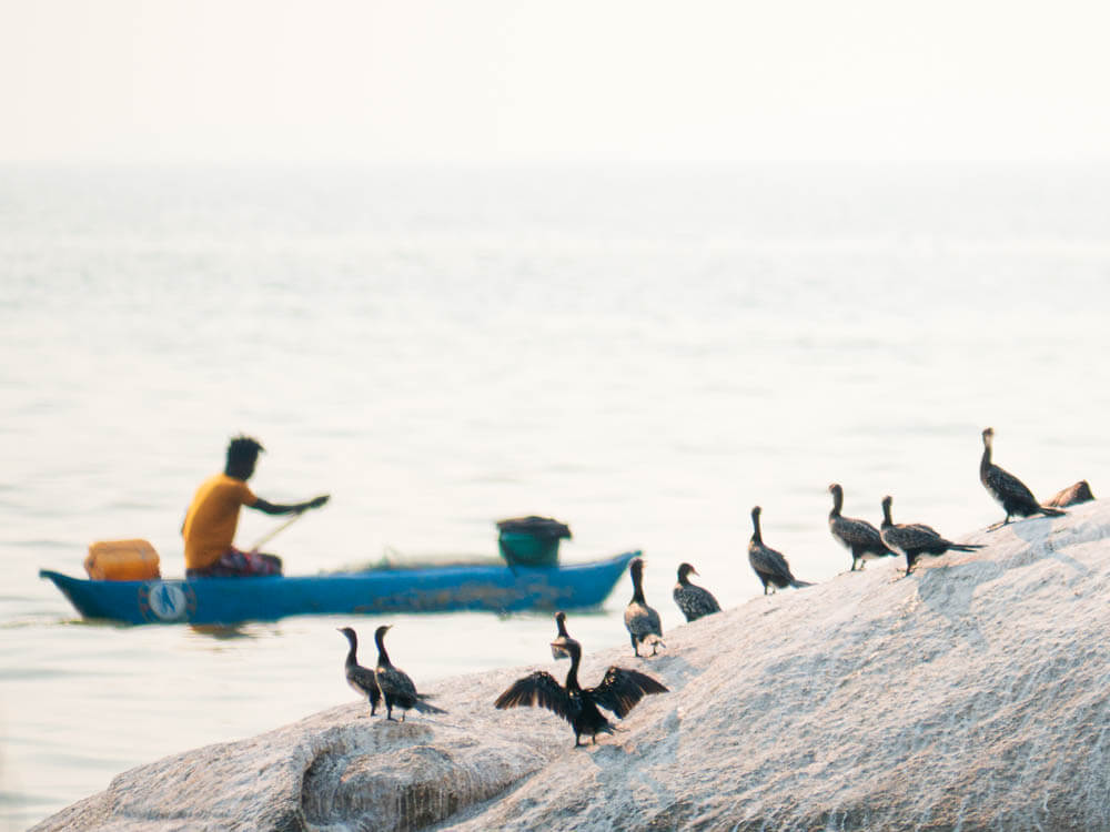Cormorants sitting on a rock watching a fisherman on Lake Malawi
