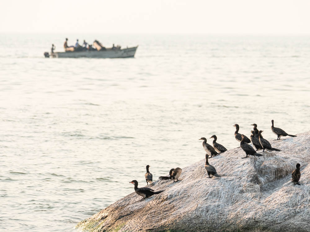 Cormorants on rock and fishermen going past in a boat on Lake Malawi