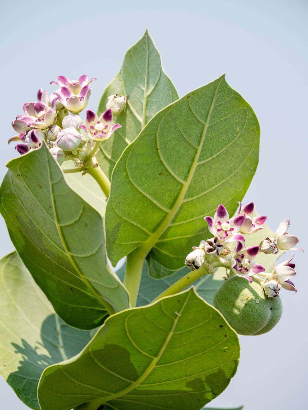 Flowering plant with large leaves called Sodom's Apple