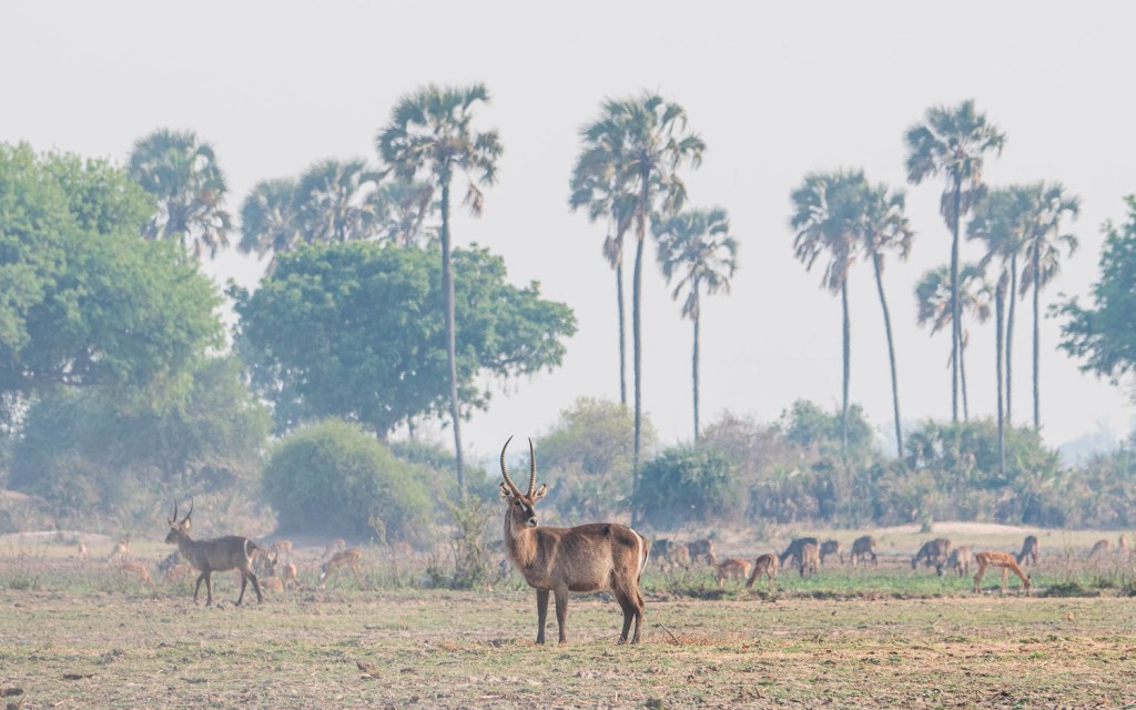 Liwonde Park, Cold Drinks & Ilala&nbsp;Palms