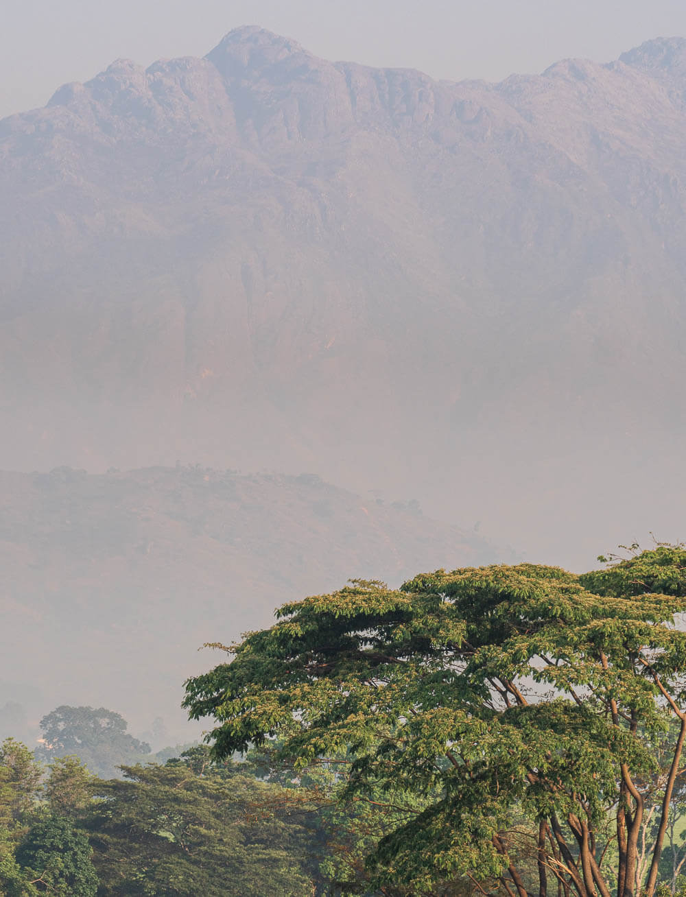 Hazy view of Mount Mulanje with tall trees in foreground in