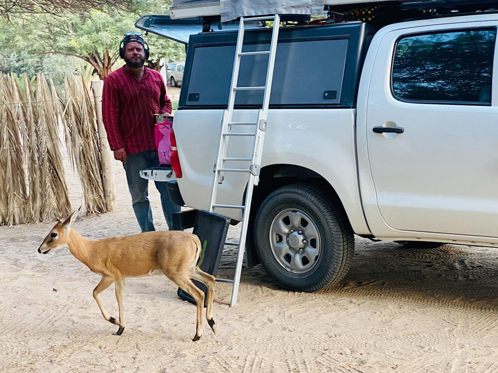 Duiker walking next to open car in camp