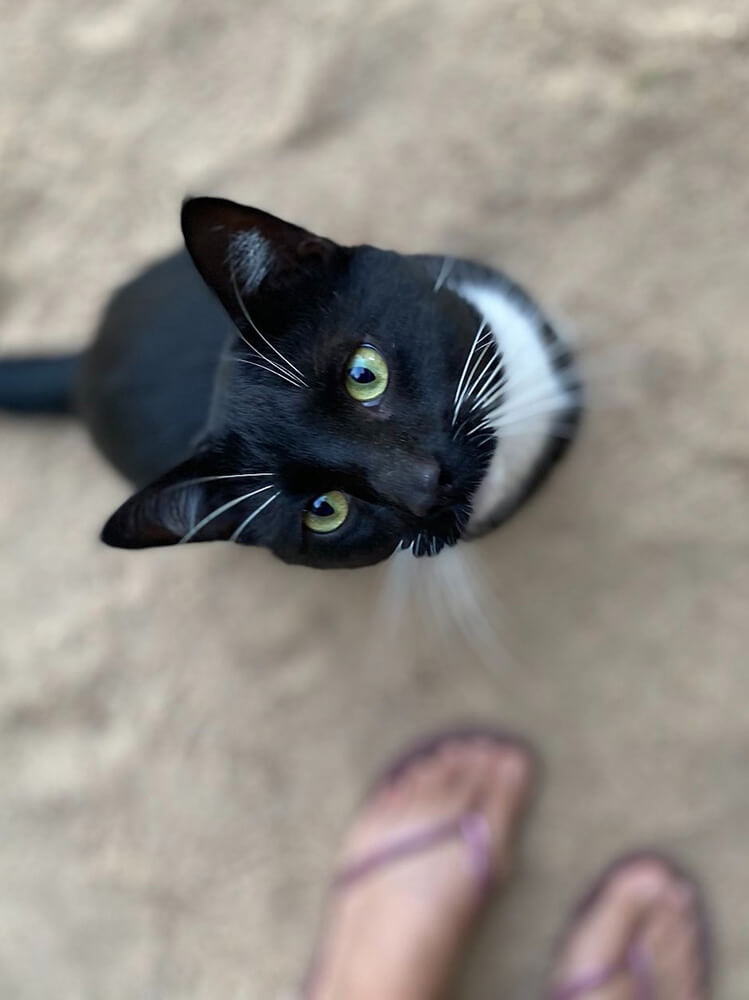 Black & white cat looking up