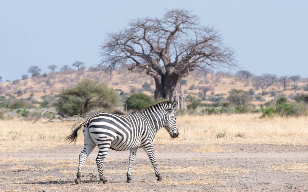 Conservation Down the Ruaha & Acheulean&nbsp;Tools